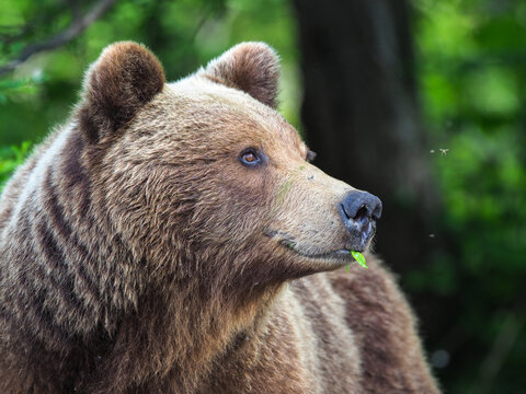Kamchatka brown bear (Ursus arctos beringianus) with a leaf in his mouth