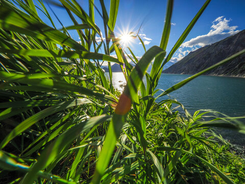 Vibrant sunbeams filtering through tall green grass on the wild coast of Kamchatka Peninsula, Far East Russia