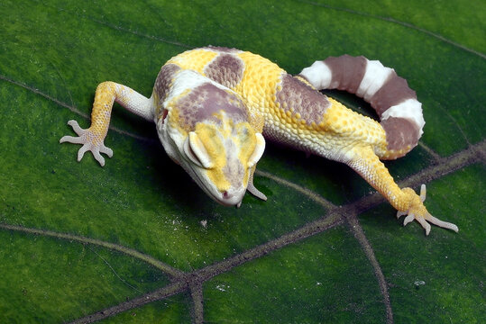 Leopard gecko on a leaves