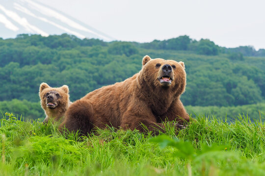 Brown bear (Ursus arctos) with cub