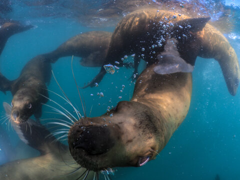 Group of playful sea lions swimming and interacting underwater, captured in clear blue waters.