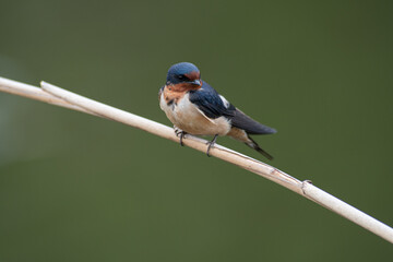 blue bird on a branch