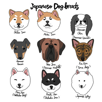 Japanese dog breed cartoon chart vector illustration
