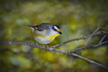 Australian adult male Striated Pardalote -Pardalotus striatus- hiding in thick bush soft early morning light 