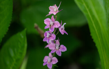 close up of a pink flower