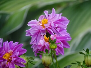 Full-color horizontal photo. Large purple dahlias on a green background. The background is blurred.