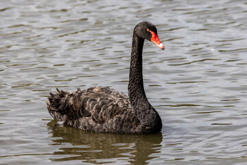 Obraz premium Australian Black Swan on lake