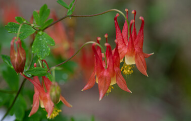 close up of red flower