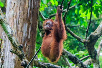 orangutans or pongo pygmaeus is the only asian great found on the island of Borneo and Sumatra