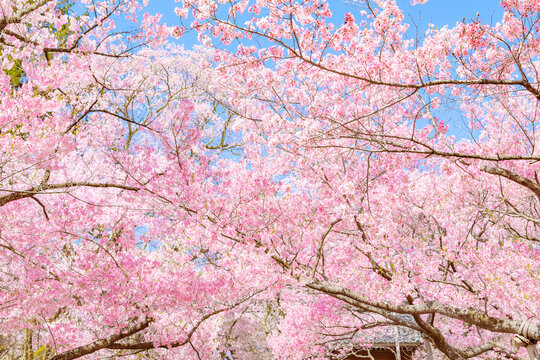 Blossom, Cherry blossom, Petal