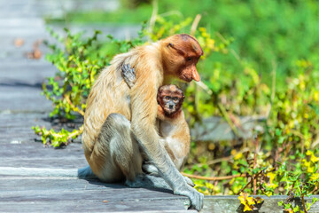 The proboscis monkey (Nasalis larvatus) or long-nosed monkey is a reddish-brown arboreal Old World monkey with an unusually large nose. It is endemic to the southeast Asian island of Borneo.