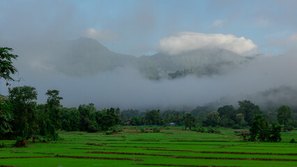 Fototapeta na wymiar Morning atmosphere with views of rice fields and mountains