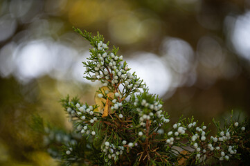 nature