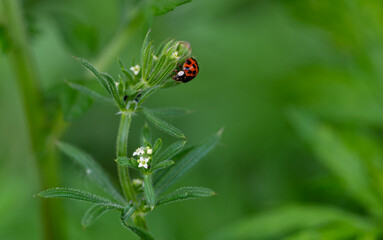 ladybug on leaf