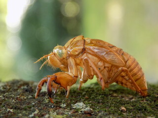 セミの抜け殻のクローズアップ