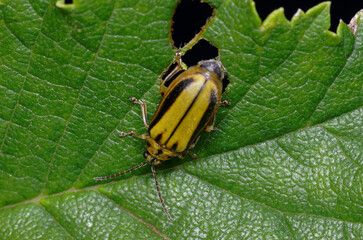 Galéruque de l'orme sur une feuille (Xanthogaleruca luteola)