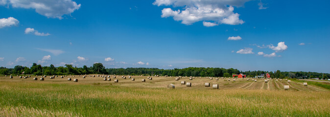 Panoramic hay field, round bales, Ontario Canada