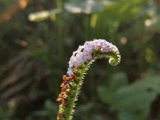 Wild flowers with purplish white