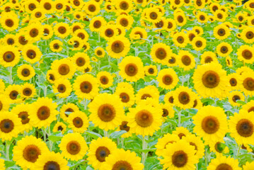 ひまわりの背景