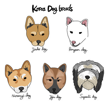 Korea dog breed cartoon chart vector illustration