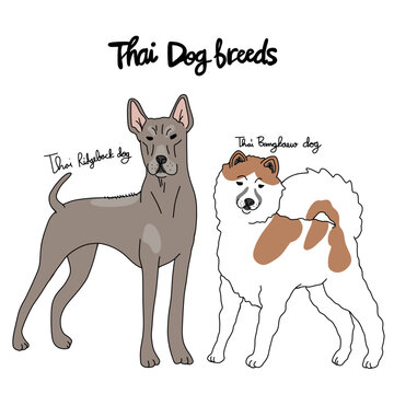 Thai dog breed cartoon chart vector illustration