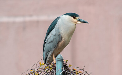 heron