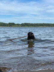 Obraz na płótnie Canvas Dog in river with a stick 