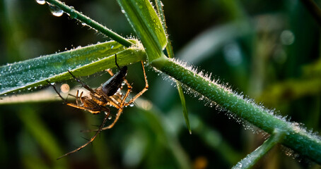 spider looking for prey on a leaf