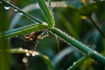 spider looking for prey on a leaf
