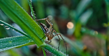 spider looking for prey on a leaf