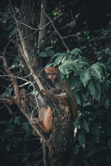 Monkey sitting in the forest tree