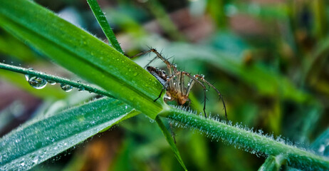 spider looking for prey on a leaf