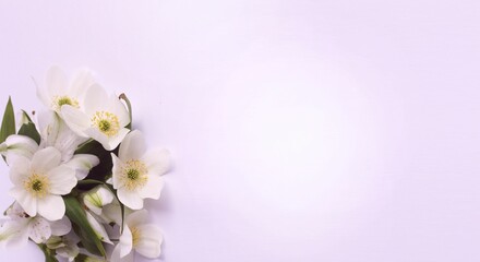 Fototapeta na wymiar White flowers on a white background. Festive flower arrangement. Background for a greeting card.