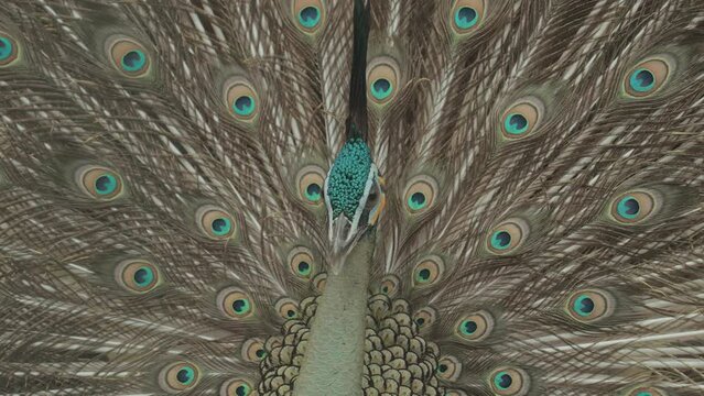Endangered Male Green Peafowl Peacock Pavo muticus in Display - The Tropical Forests of Southeast Asia