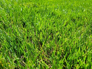 green grass background