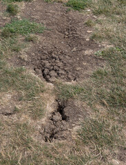 Cracks on a golf course as a result of hot weather. Shot 14 August on a golf course in London.