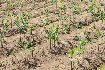 しょうが畑の風景
