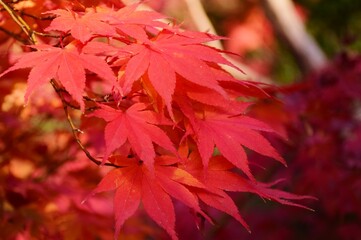 秋の京都・紅葉の醍醐寺