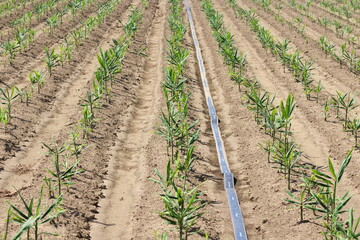 しょうが畑の風景