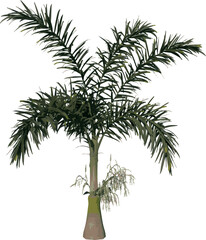 Front view of plant (Young Wodyeita Bifurcata Palm Tree 1) tree illustration vector