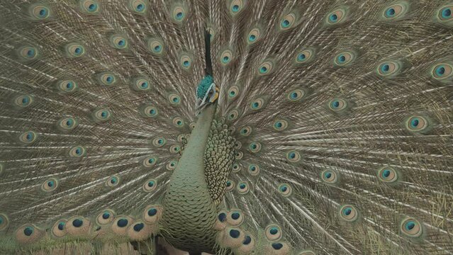 Endangered Male Green Peafowl Peacock Pavo muticus in Display - The Tropical Forests of Southeast Asia