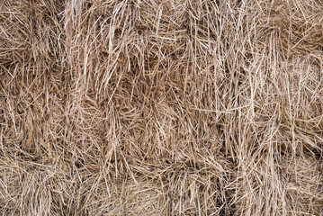 Closeup dry thatch wall background