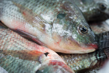 Raw nile tilapia fish