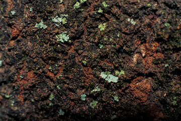 Detailed photo of lichen on tree trunk during the day