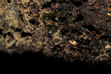Detailed photo of moss on tree trunk during the day