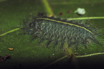 Detailed photo of caterpillar on the leaf during the day