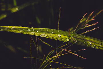 dew drops on the grass at the fields during the day