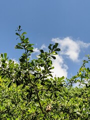 Obraz premium green leaves against blue sky