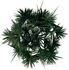 Top view of plant (Palmetto Palm Tree 2) tree illustration vector