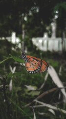 butterfly on a flower